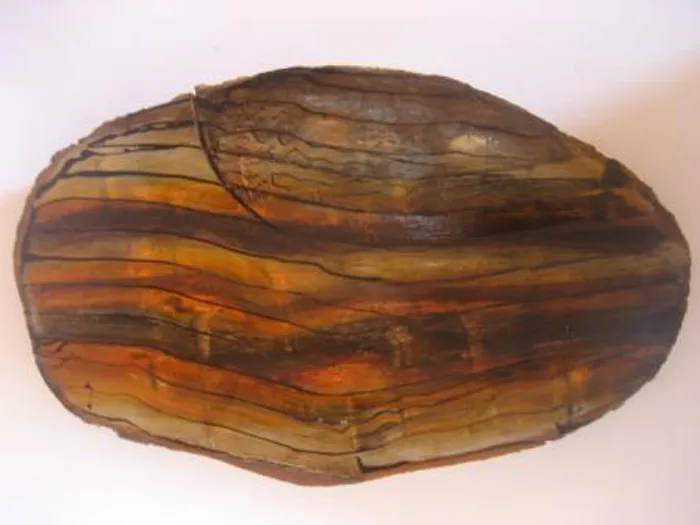 <p>Desde y hasta donde llegas en cada momento | Cortes transversales de encino | Dimensiones variables | Óleo | 2011</p>
