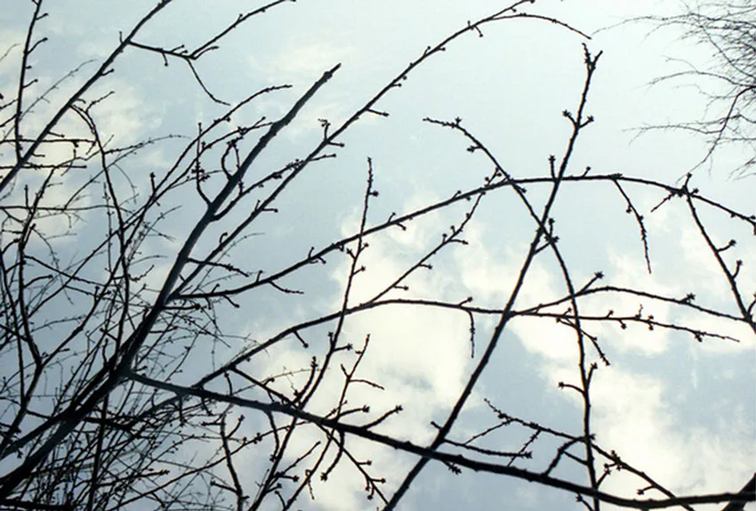 <p>Ramas | plata/gelatina | Manchetser, UK, 2009</p>
