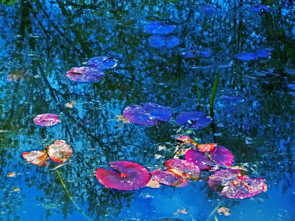 <p>El jardín de Monet Giverny</p>
