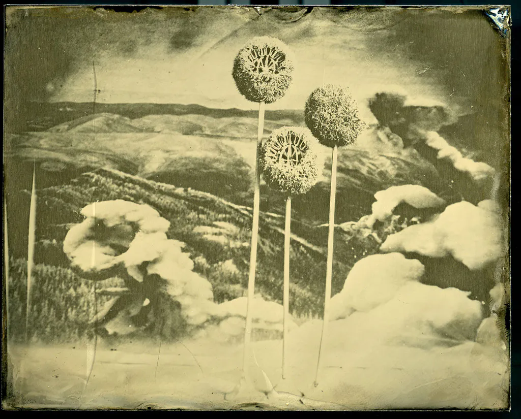 <p>De la serie: Botánica | 11x14 | plata / gelatina</p>
