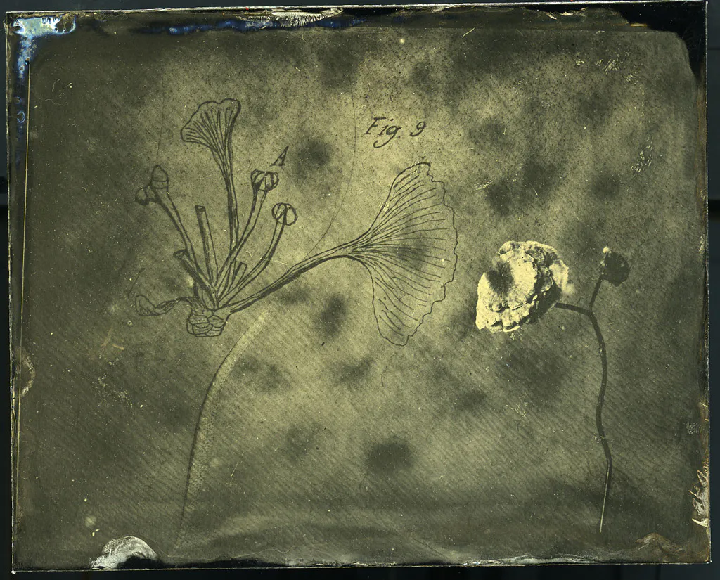 <p>De la serie: Botánica | 11x14 | plata / gelatina</p>
