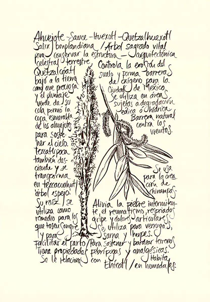 <p>Ahuejote | 2021 | Tinta sobre papel 44x30.5cm</p>
