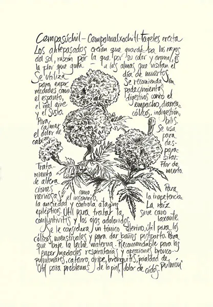 <p>Cempacuchil | 2021| Tinta sbre papel 44x30.5cm</p>
