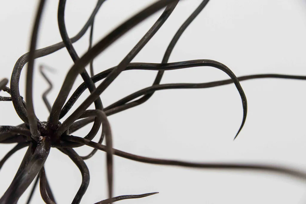 <p>Tillandsia | 2012 | Redondo de fierro forjado</p>
