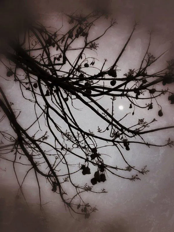 <p>Fotografías impresión cromogénea | 2012</p>
