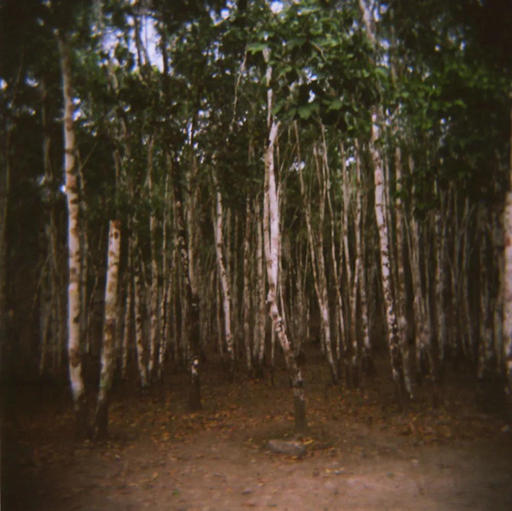 <p>Raíces | Cobá, Quintana Roo | Cámara Holga | 2007</p>
