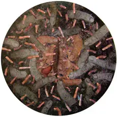 naomi-rincon_-_gallardo