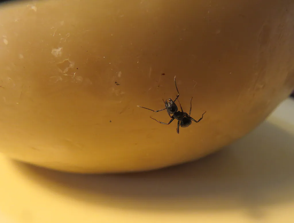 <p>Contenedor modelado por YP, con modificación de hormigas | Intervención realizada por hormigas durante el transcurso de una noche, a un contenedor hecho de cera que guardaba miel.</p>
