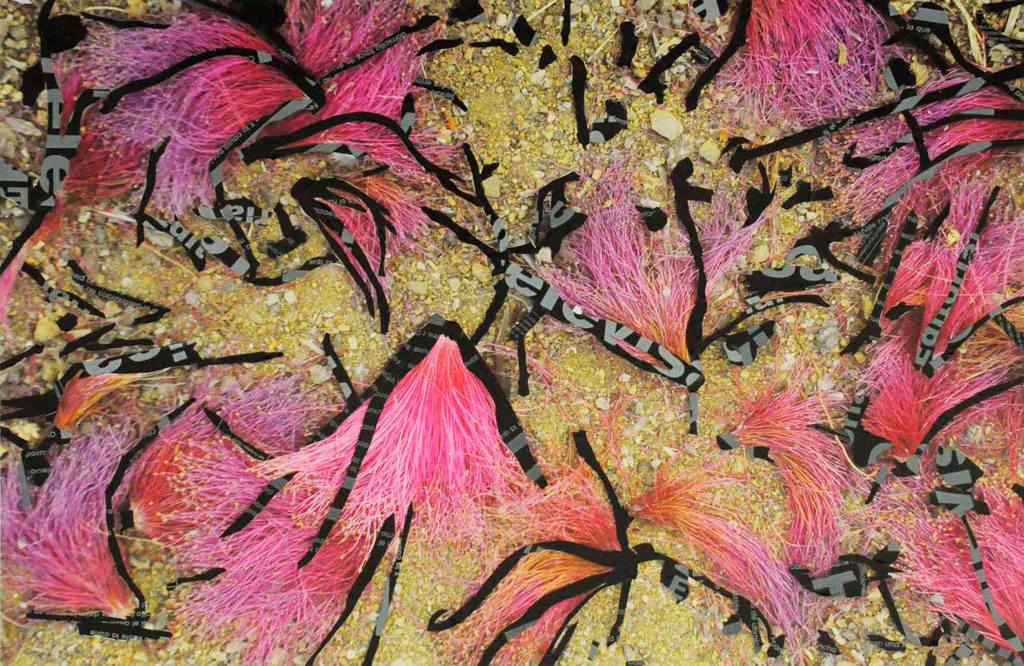 <p>Cocuche televisa I,II,III y IV | De la serie: Bótanica: nuevas especies | Fotografía intervenida | 50x70cm | 2012</p>
